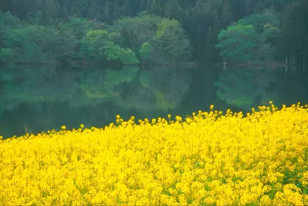 「都心から新幹線で1時間40分！長野県 飯山･千曲川の菜の花に癒やされる春の旅、5/3〜5は「菜の花まつり」開催、カヌー体験や温泉も」の画像