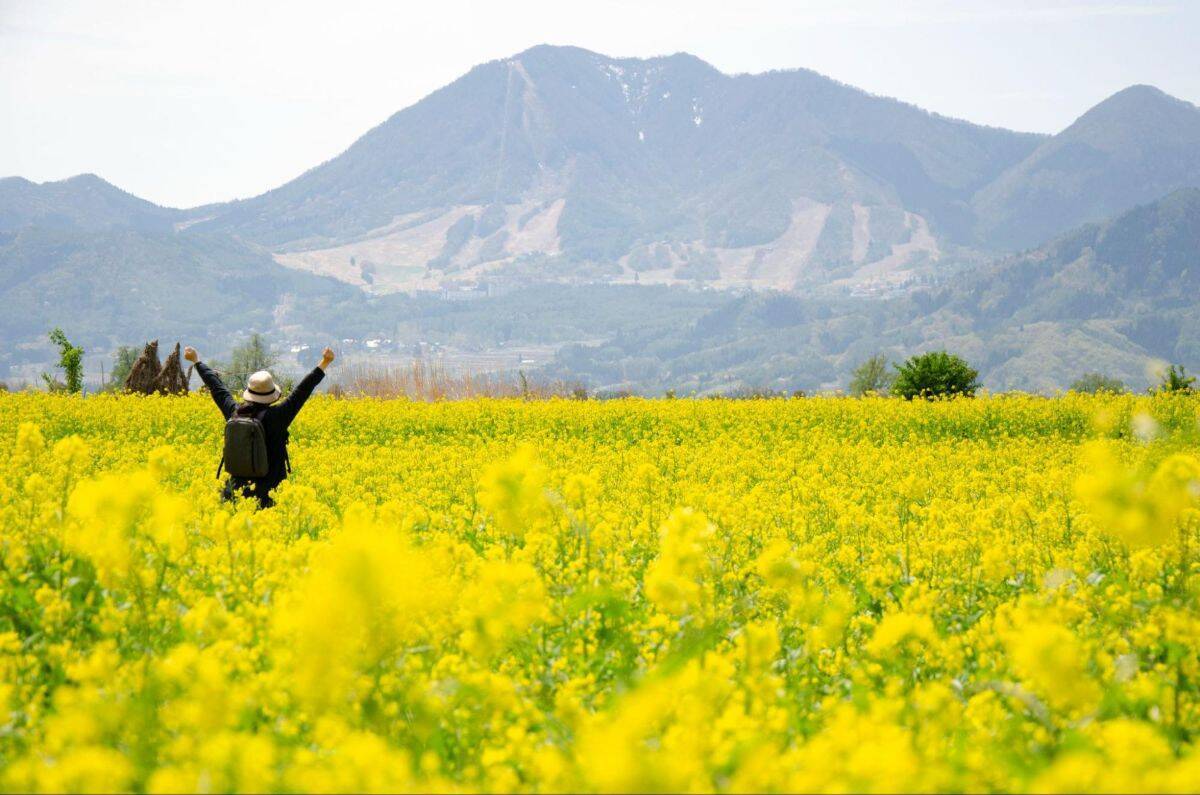 都心から新幹線で1時間40分！長野県 飯山･千曲川の菜の花に癒やされる春の旅、5/3〜5は「菜の花まつり」開催、カヌー体験や温泉も