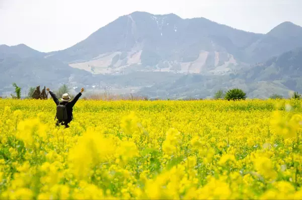 「都心から新幹線で1時間40分！長野県 飯山･千曲川の菜の花に癒やされる春の旅、5/3〜5は「菜の花まつり」開催、カヌー体験や温泉も」の画像