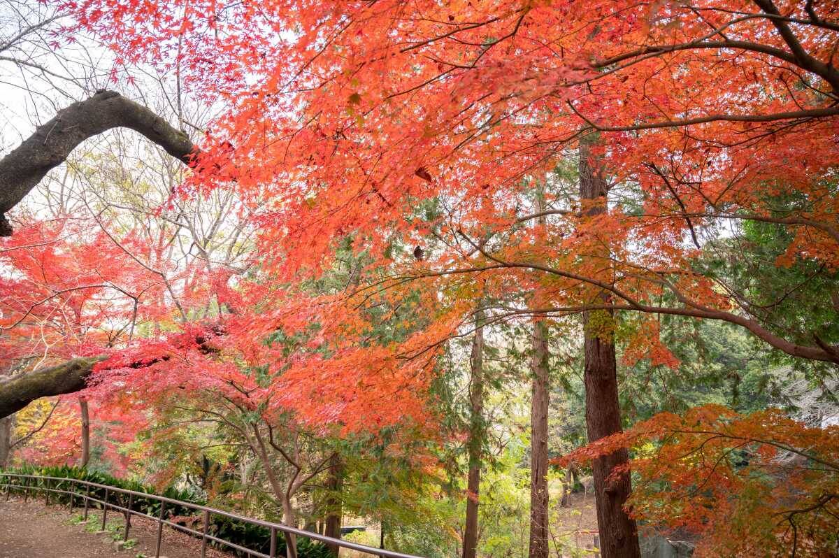都営地下鉄×東京メトロ共同企画！都立公園「読書の秋スタンプラリー」芝公園･木場公園など3ヶ所巡る東京お散歩旅10/30～