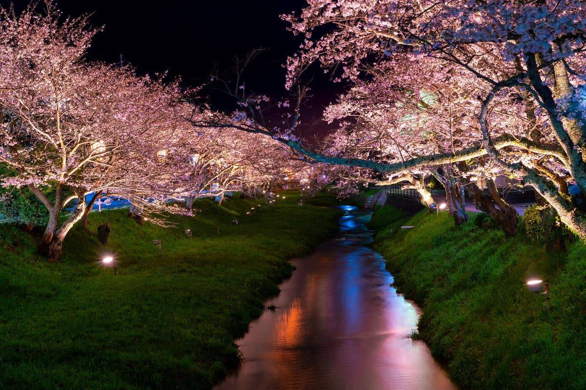 特急「やくも」で春の島根へ！「界 玉造」で桜並木を人力車で巡るプレミアム体験。新登場「夜桜日本酒BAR」で極上の酔いしれ（島根県松江市）