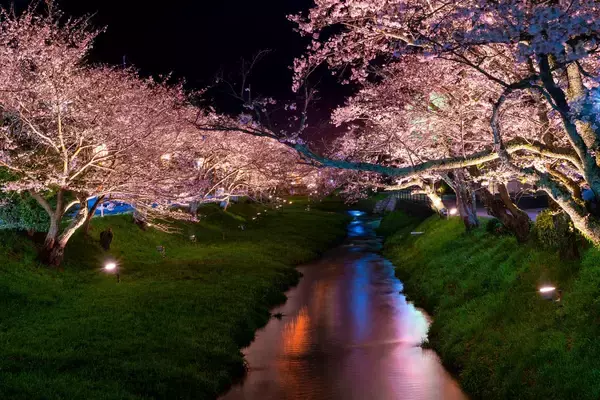「特急「やくも」で春の島根へ！「界 玉造」で桜並木を人力車で巡るプレミアム体験。新登場「夜桜日本酒BAR」で極上の酔いしれ（島根県松江市）」の画像