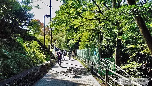「登山開始「蛸杉」にご挨拶【駅ぶら】06京王電鉄256　高尾線46（高尾登山電鉄04）」の画像