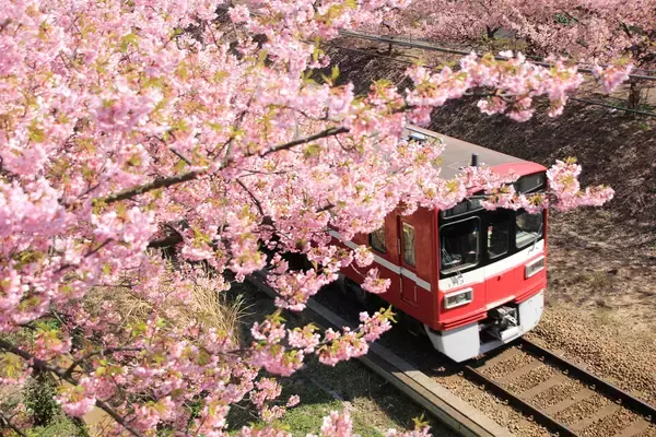 開花に合わせて開催を前倒し！ 河津桜と菜の花の競演を楽しむ「三浦海岸桜まつり」2/5スタート！ 桜装飾列車の運行も(神奈川県三浦市)