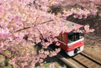 開花に合わせて開催を前倒し！ 河津桜と菜の花の競演を楽しむ「三浦海岸桜まつり」2/5スタート！ 桜装飾列車の運行も(神奈川県三浦市)