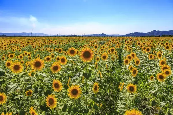 「【2026最新】岡山観光1泊2日モデルコース3選！絶景＆旬のフルーツを満喫する夏〜秋の旅」の画像