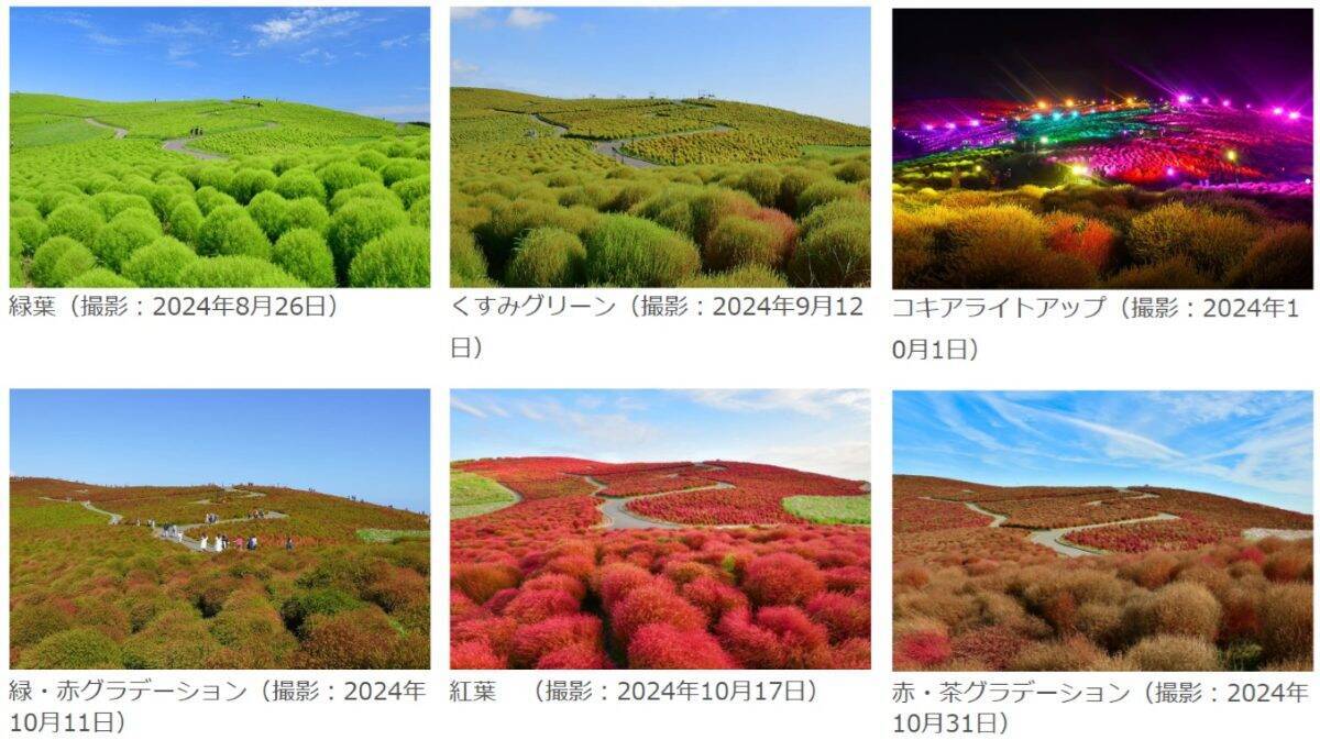 丘一面が赤く染まる秋の絶景へワープ？ 首都圏から乗り換えなしでひたち海浜公園へ！ コキアの見頃と特急「絶景赤コキア」運転日と予約方法
