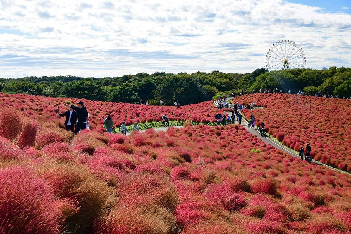 丘一面が赤く染まる秋の絶景へワープ？ 首都圏から乗り換えなしでひたち海浜公園へ！ コキアの見頃と特急「絶景赤コキア」運転日と予約方法