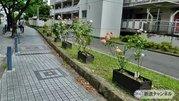 「つくばエクスプレス【駅ぶら】024　青井駅　その2　青和ばら公園　綾瀬川方面へ」の画像