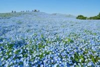 【2026最新】国営ひたち海浜公園のネモフィラが見頃に！ 530万本の青い丘と「赤い扉」の新演出、「青いグルメ」も充実（茨城県ひたちなか市）