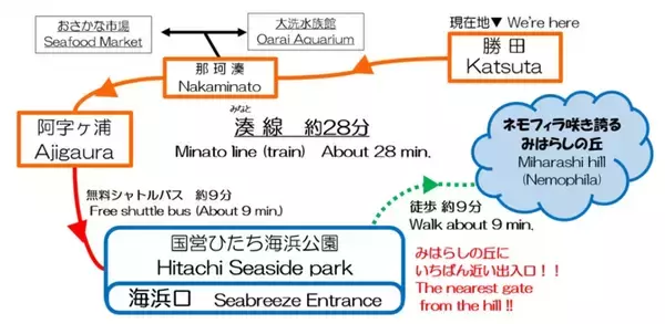 「【2026最新】国営ひたち海浜公園のネモフィラが見頃に！ 530万本の青い丘と「赤い扉」の新演出、「青いグルメ」も充実（茨城県ひたちなか市）」の画像