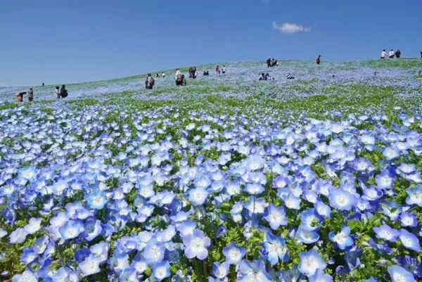 「【2026最新】国営ひたち海浜公園のネモフィラが見頃に！ 530万本の青い丘と「赤い扉」の新演出、「青いグルメ」も充実（茨城県ひたちなか市）」の画像