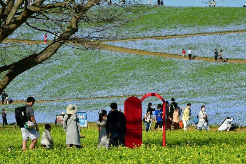 【2026最新】国営ひたち海浜公園のネモフィラが見頃に！ 530万本の青い丘と「赤い扉」の新演出、「青いグルメ」も充実（茨城県ひたちなか市）