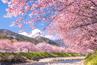 第36回河津桜まつりガイド【2/7～3/8】約850本の桜が川沿いを彩る早咲き桜の聖地、見頃時期やライトアップ･アクセス･ループ橋の絶景まで紹介