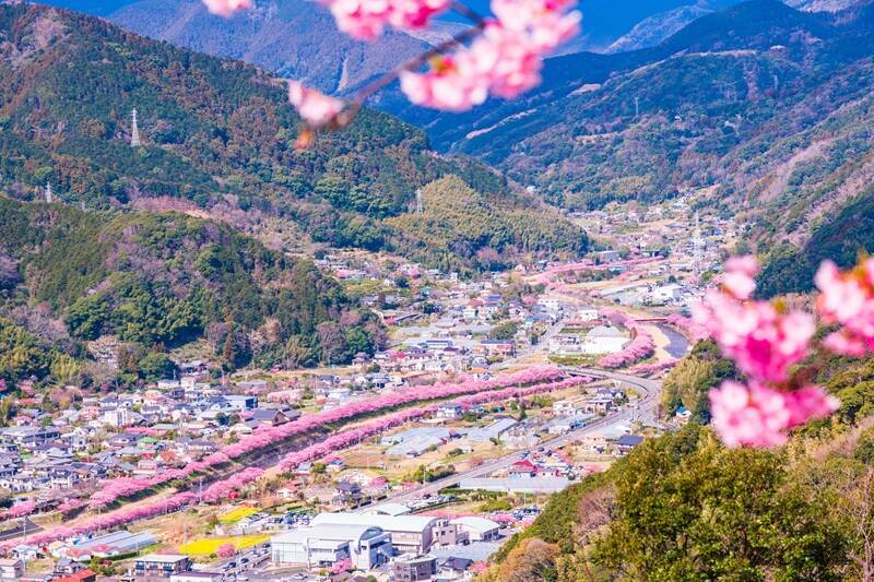 第36回河津桜まつりガイド【2/7～3/8】約850本の桜が川沿いを彩る早咲き桜の聖地、見頃時期やライトアップ･アクセス･ループ橋の絶景まで紹介