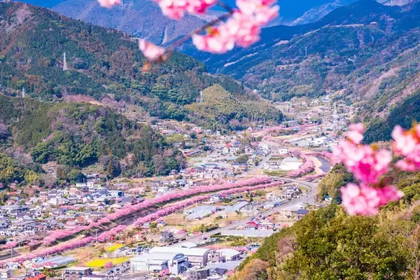 「第36回河津桜まつりガイド【2/7～3/8】約850本の桜が川沿いを彩る早咲き桜の聖地、見頃時期やライトアップ･アクセス･ループ橋の絶景まで紹介」の画像