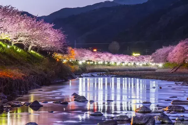 「第36回河津桜まつりガイド【2/7～3/8】約850本の桜が川沿いを彩る早咲き桜の聖地、見頃時期やライトアップ･アクセス･ループ橋の絶景まで紹介」の画像