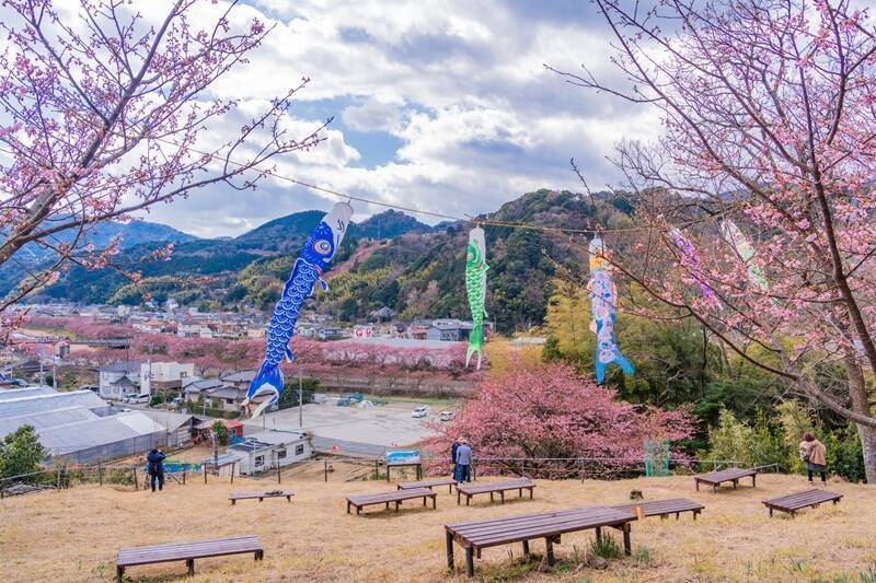 第36回河津桜まつりガイド【2/7～3/8】約850本の桜が川沿いを彩る早咲き桜の聖地、見頃時期やライトアップ･アクセス･ループ橋の絶景まで紹介
