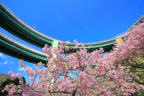 「第36回河津桜まつりガイド【2/7～3/8】約850本の桜が川沿いを彩る早咲き桜の聖地、見頃時期やライトアップ･アクセス･ループ橋の絶景まで紹介」の画像