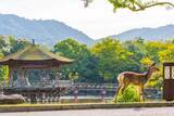 「2026夏旅行トレンド W杯大熱狂の裏で「福岡･奈良･京都」のホテルが最大35%下落!? エクスペディアが明かす“混雑回避コスパ旅”の穴場エリア」の画像6