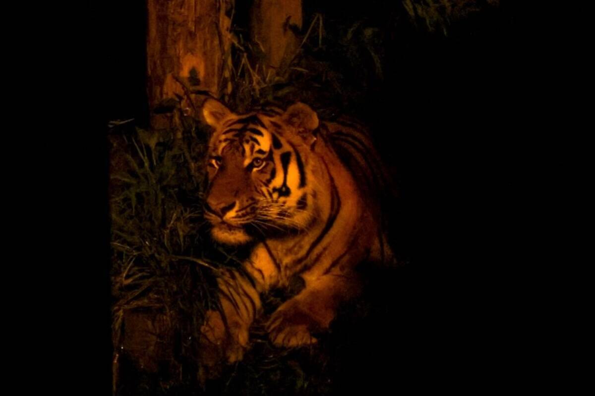 【2026年版】夏休みに家族で夜の動物園はいかが？東山動植物園＆のんほいパーク「ナイトZOO」開催情報
