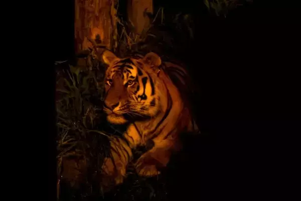 「【2026年版】夏休みに家族で夜の動物園はいかが？東山動植物園＆のんほいパーク「ナイトZOO」開催情報」の画像