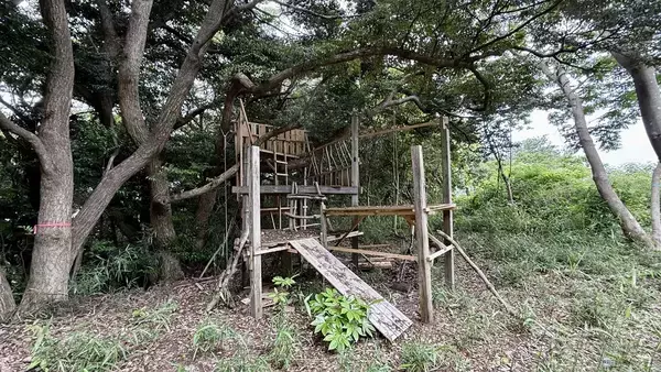 「【京急の社有林に潜入】三浦半島「みうらの森林（もり）」でゴンチャが茶畑づくり!? 駅ベンチやアオリイカの産卵床へ繋がる、鉄道会社の知られざる環境保全活動」の画像