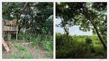 「【京急の社有林に潜入】三浦半島「みうらの森林（もり）」でゴンチャが茶畑づくり!? 駅ベンチやアオリイカの産卵床へ繋がる、鉄道会社の知られざる環境保全活動」の画像12
