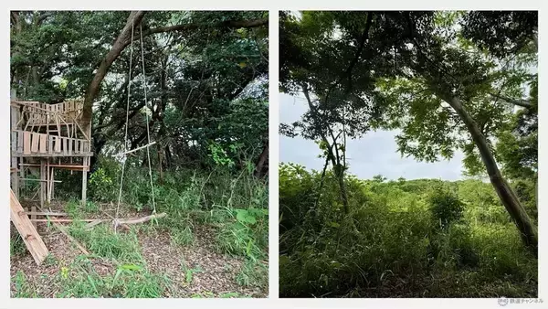 「【京急の社有林に潜入】三浦半島「みうらの森林（もり）」でゴンチャが茶畑づくり!? 駅ベンチやアオリイカの産卵床へ繋がる、鉄道会社の知られざる環境保全活動」の画像