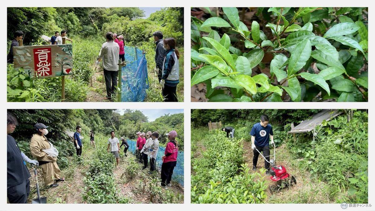 【京急の社有林に潜入】三浦半島「みうらの森林（もり）」でゴンチャが茶畑づくり!? 駅ベンチやアオリイカの産卵床へ繋がる、鉄道会社の知られざる環境保全活動