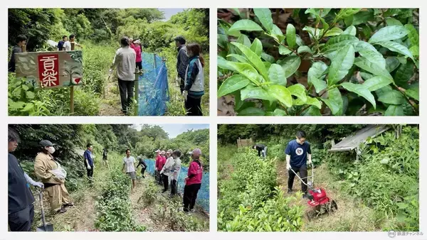 「【京急の社有林に潜入】三浦半島「みうらの森林（もり）」でゴンチャが茶畑づくり!? 駅ベンチやアオリイカの産卵床へ繋がる、鉄道会社の知られざる環境保全活動」の画像