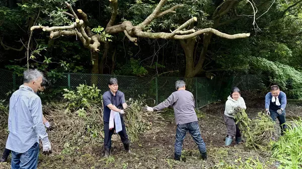 「【京急の社有林に潜入】三浦半島「みうらの森林（もり）」でゴンチャが茶畑づくり!? 駅ベンチやアオリイカの産卵床へ繋がる、鉄道会社の知られざる環境保全活動」の画像