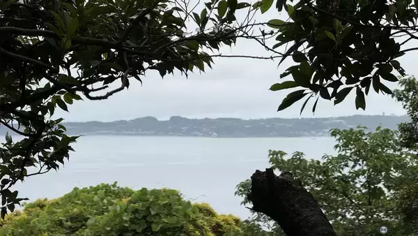 「【京急の社有林に潜入】三浦半島「みうらの森林（もり）」でゴンチャが茶畑づくり!? 駅ベンチやアオリイカの産卵床へ繋がる、鉄道会社の知られざる環境保全活動」の画像