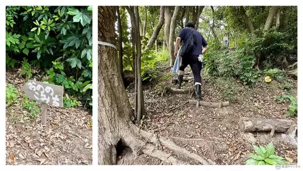 「【京急の社有林に潜入】三浦半島「みうらの森林（もり）」でゴンチャが茶畑づくり!? 駅ベンチやアオリイカの産卵床へ繋がる、鉄道会社の知られざる環境保全活動」の画像