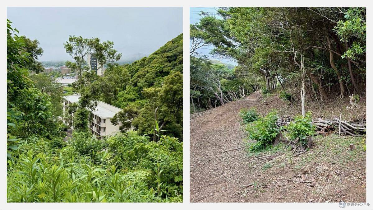 【京急の社有林に潜入】三浦半島「みうらの森林（もり）」でゴンチャが茶畑づくり!? 駅ベンチやアオリイカの産卵床へ繋がる、鉄道会社の知られざる環境保全活動