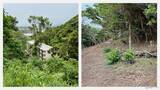 「【京急の社有林に潜入】三浦半島「みうらの森林（もり）」でゴンチャが茶畑づくり!? 駅ベンチやアオリイカの産卵床へ繋がる、鉄道会社の知られざる環境保全活動」の画像8