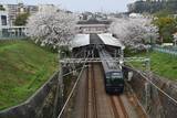 「期間限定で京成佐倉駅を「桜駅」に（京成）、夜桜をライトアップ（相鉄）、桜ダイヤ（樽見鉄道）　2022年のお花見は鉄道で」の画像1