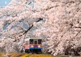 「期間限定で京成佐倉駅を「桜駅」に（京成）、夜桜をライトアップ（相鉄）、桜ダイヤ（樽見鉄道）　2022年のお花見は鉄道で」の画像4