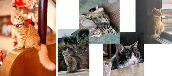 2/22猫の日まであと少し！じゃらん「宿の看板猫ランキング」TOP5発表【2026年版】猫の日に行きたい“もふもふスタッフ”に会いに行く旅