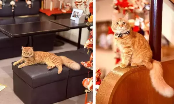 「2/22猫の日まであと少し！じゃらん「宿の看板猫ランキング」TOP5発表【2026年版】猫の日に行きたい“もふもふスタッフ”に会いに行く旅」の画像