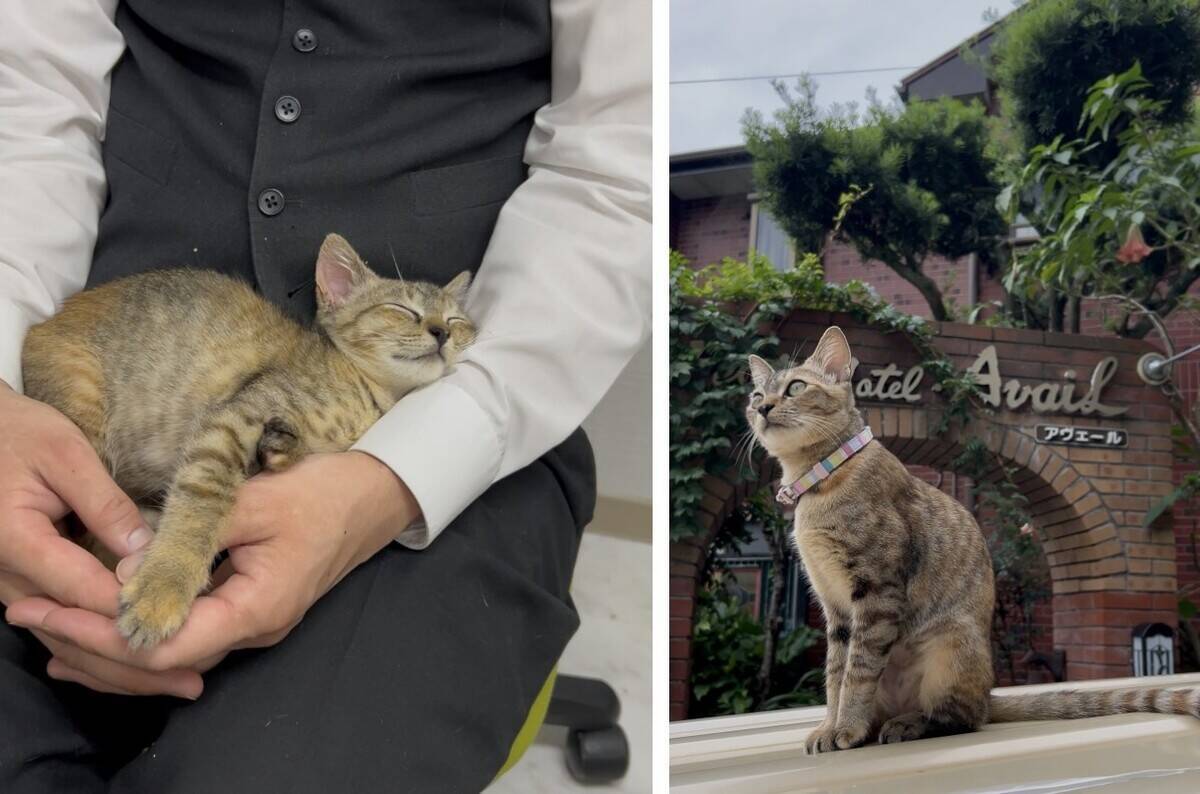 2/22猫の日まであと少し！じゃらん「宿の看板猫ランキング」TOP5発表【2026年版】猫の日に行きたい“もふもふスタッフ”に会いに行く旅