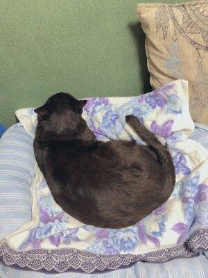 やめてやめて 飼い主の腕を舐めて 必死に爪切りを拒否する猫さんのイラスト 写真がかわいい 19年4月23日 エキサイトニュース