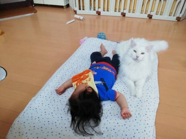 赤ちゃんに添い寝する猫さんが守り神みたい なのに一人で寝る姿はびっくりするほど大胆になってた 2019年5月20日 エキサイトニュース