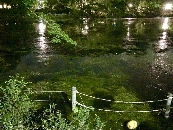 井の頭公園の池が モネ感 たっぷりに 絶滅危惧種の水草が60年ぶりに復活してたからだった 19年6月7日 エキサイトニュース
