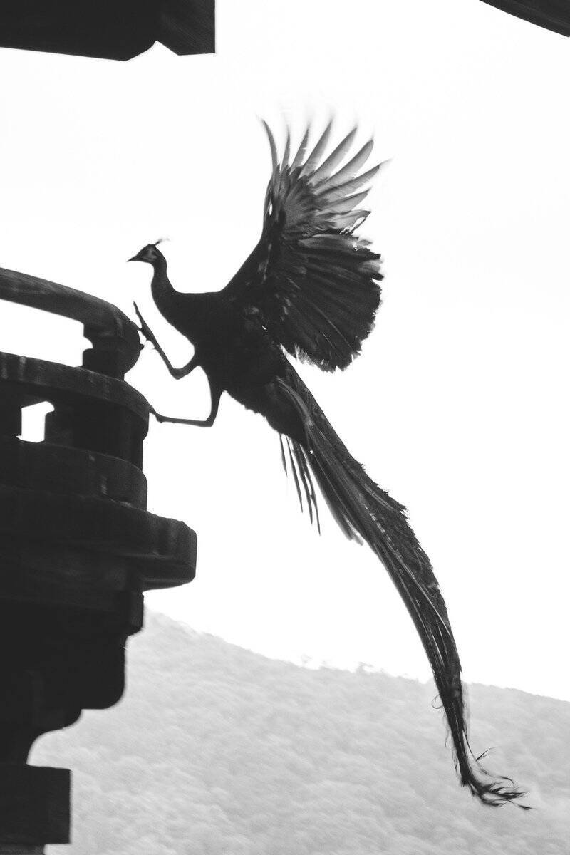 孔雀がお寺の境内を自由に歩き 飛び立つ姿がとても神々しい 19年7月8日 エキサイトニュース