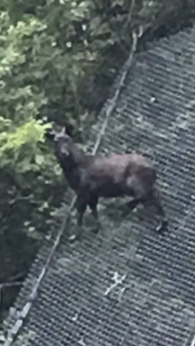 まさかの場所に貴重なニホンカモシカが 堂々としている姿が勇ましい 19年7月17日 エキサイトニュース