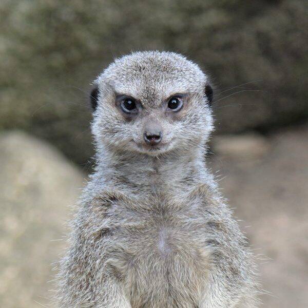 芸能人の方ですか 井の頭自然文化園のミーアキャットがシュッとしていてかなりの男前 19年7月26日 エキサイトニュース