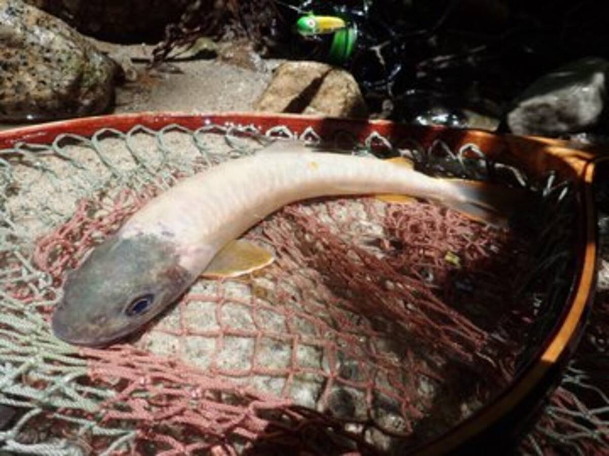 ヤベーの釣っちゃった 渓流で釣り上げたイワナにびっくり 神の使い など驚きの声 19年7月31日 エキサイトニュース