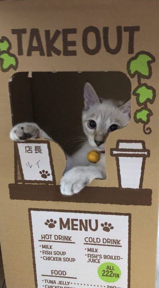 猫店長入りま す 組み立てると 猫カフェ になる猫用トイレの段ボールがかわいい 19年8月28日 エキサイトニュース