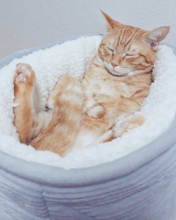 ニトリのペット用ベッドで熟睡する猫さんが 完全にお風呂で寝落ちした人に見える 19年9月4日 エキサイトニュース